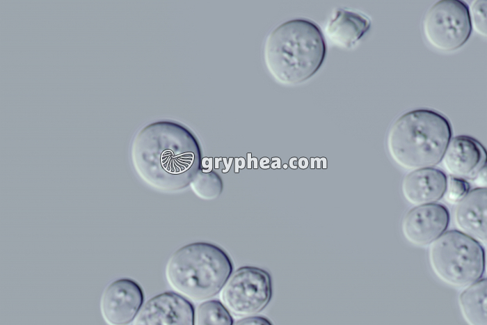 Levures en bourgeonnement x400 - gryphea.org